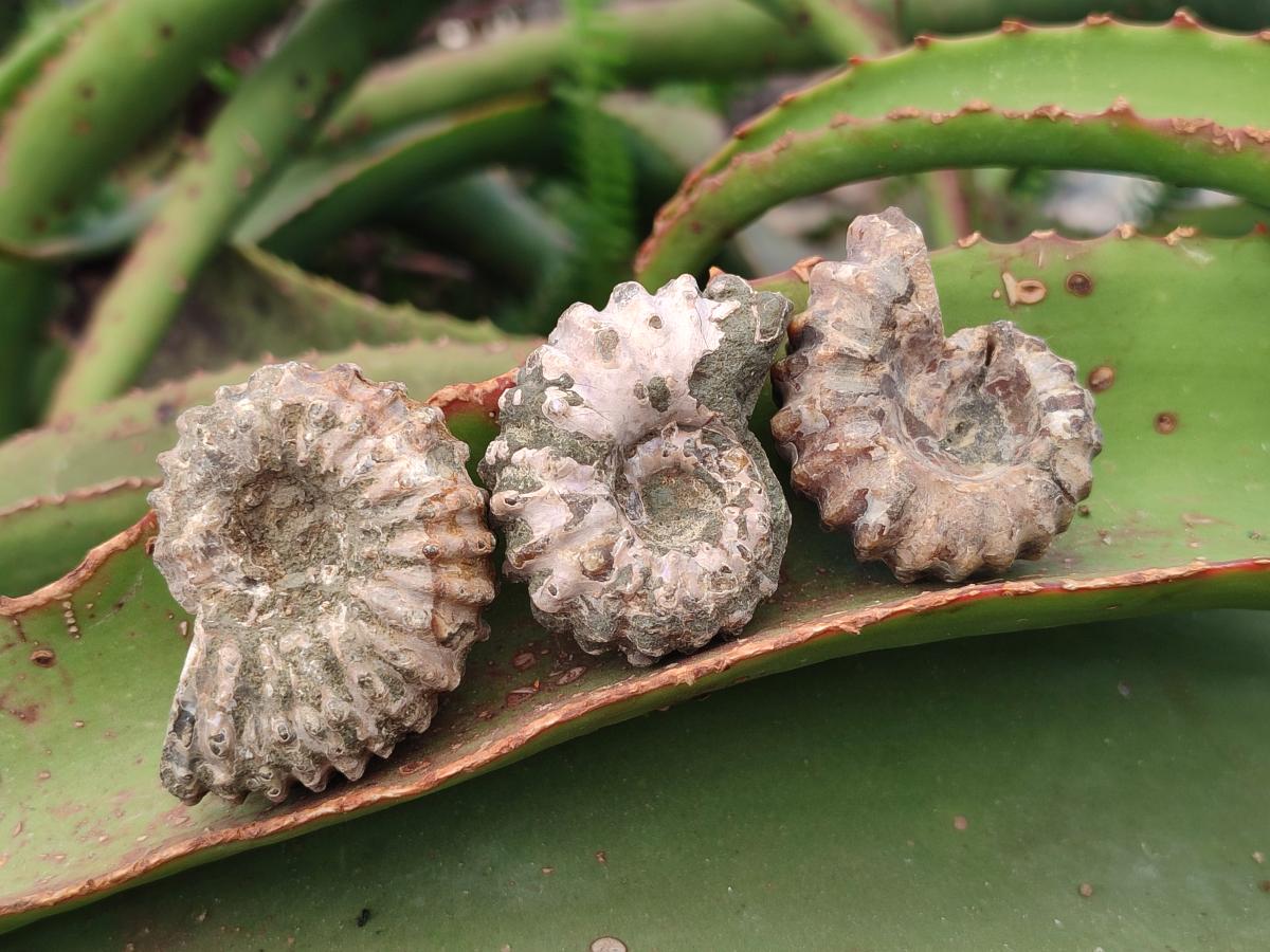 Natural Cleoniceras "Jigsaw" Ammonite Fossils x 24 From Tulear, Madagascar - Toprock Gemstones and Minerals 