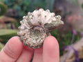 Natural Cleoniceras "Jigsaw" Ammonite Fossils x 24 From Tulear, Madagascar - Toprock Gemstones and Minerals 