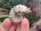 Natural Cleoniceras "Jigsaw" Ammonite Fossils x 24 From Tulear, Madagascar - Toprock Gemstones and Minerals 