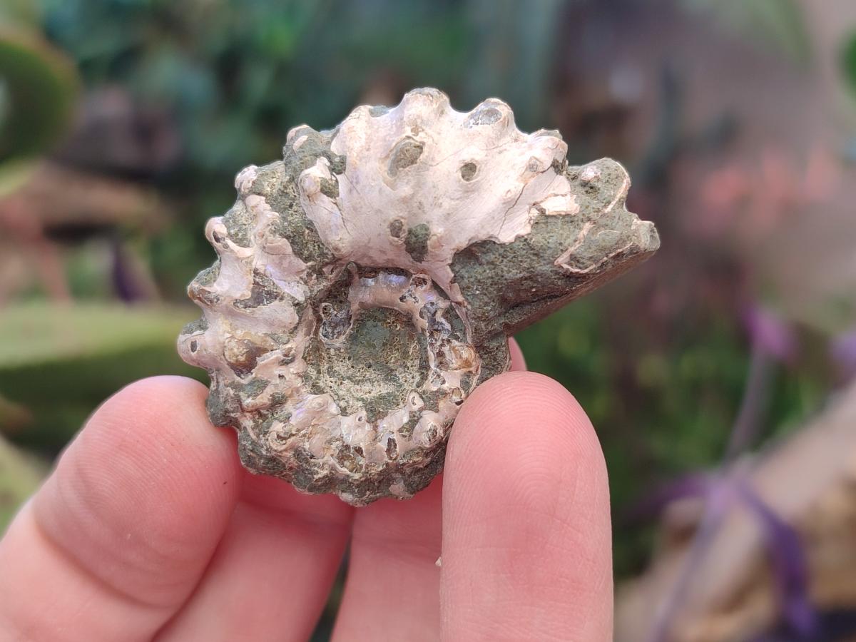 Natural Cleoniceras "Jigsaw" Ammonite Fossils x 24 From Tulear, Madagascar - Toprock Gemstones and Minerals 