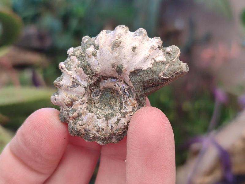 Natural Cleoniceras "Jigsaw" Ammonite Fossils x 24 From Tulear, Madagascar - Toprock Gemstones and Minerals 