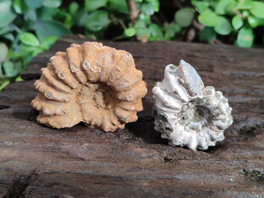 Natural Cleoniceras "Jigsaw" Ammonite Fossils x 24 From Tulear, Madagascar - Toprock Gemstones and Minerals 