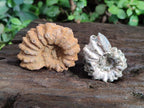 Natural Cleoniceras "Jigsaw" Ammonite Fossils x 24 From Tulear, Madagascar - Toprock Gemstones and Minerals 