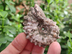Natural Cleoniceras "Jigsaw" Ammonite Fossils x 24 From Tulear, Madagascar - Toprock Gemstones and Minerals 