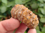 Natural Cleoniceras "Jigsaw" Ammonite Fossils x 24 From Tulear, Madagascar - Toprock Gemstones and Minerals 