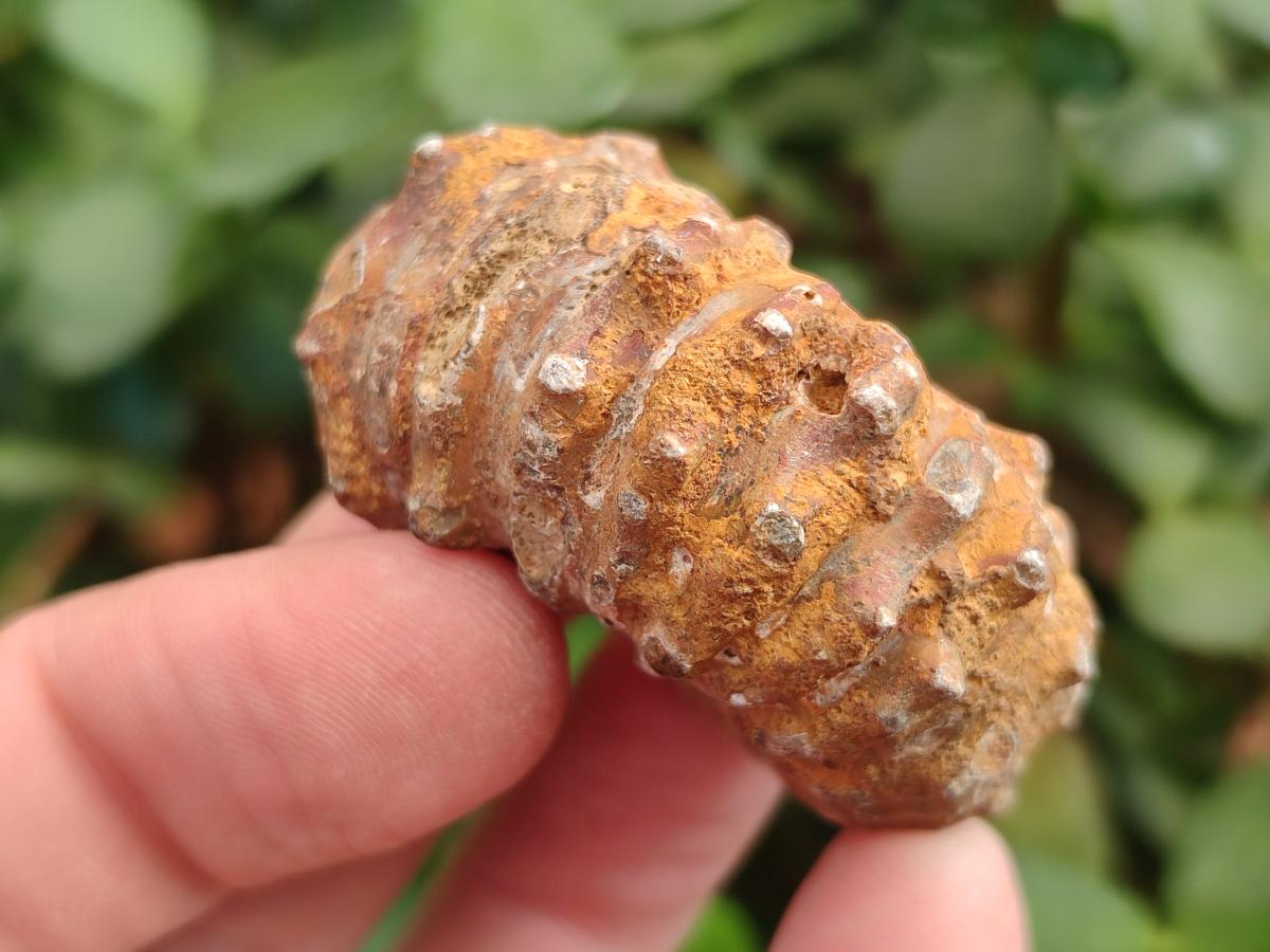 Natural Cleoniceras "Jigsaw" Ammonite Fossils x 24 From Tulear, Madagascar - Toprock Gemstones and Minerals 