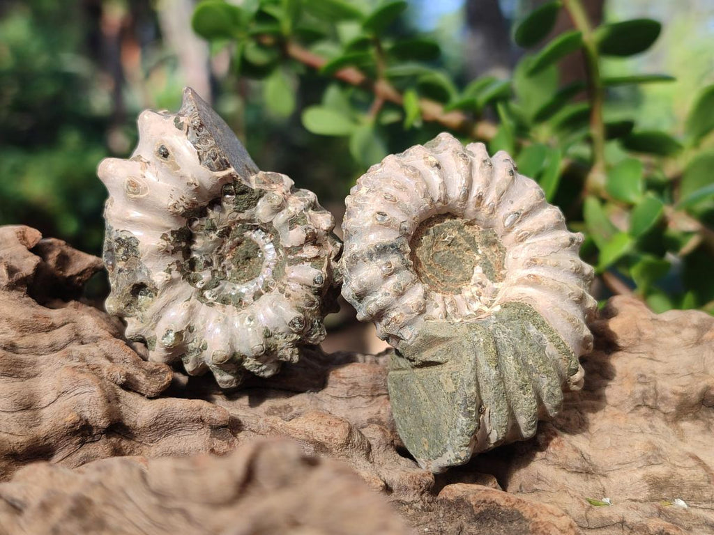 Natural Cleoniceras "Jigsaw" Ammonite Fossils x 24 From Tulear, Madagascar - Toprock Gemstones and Minerals 