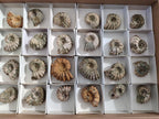 Natural Cleoniceras "Jigsaw" Ammonite Fossils x 24 From Tulear, Madagascar - Toprock Gemstones and Minerals 