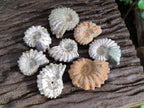 Natural Cleoniceras "Jigsaw" Ammonite Fossils x 24 From Tulear, Madagascar - Toprock Gemstones and Minerals 