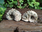 Natural Cleoniceras "Jigsaw" Ammonite Fossils x 24 From Tulear, Madagascar - Toprock Gemstones and Minerals 