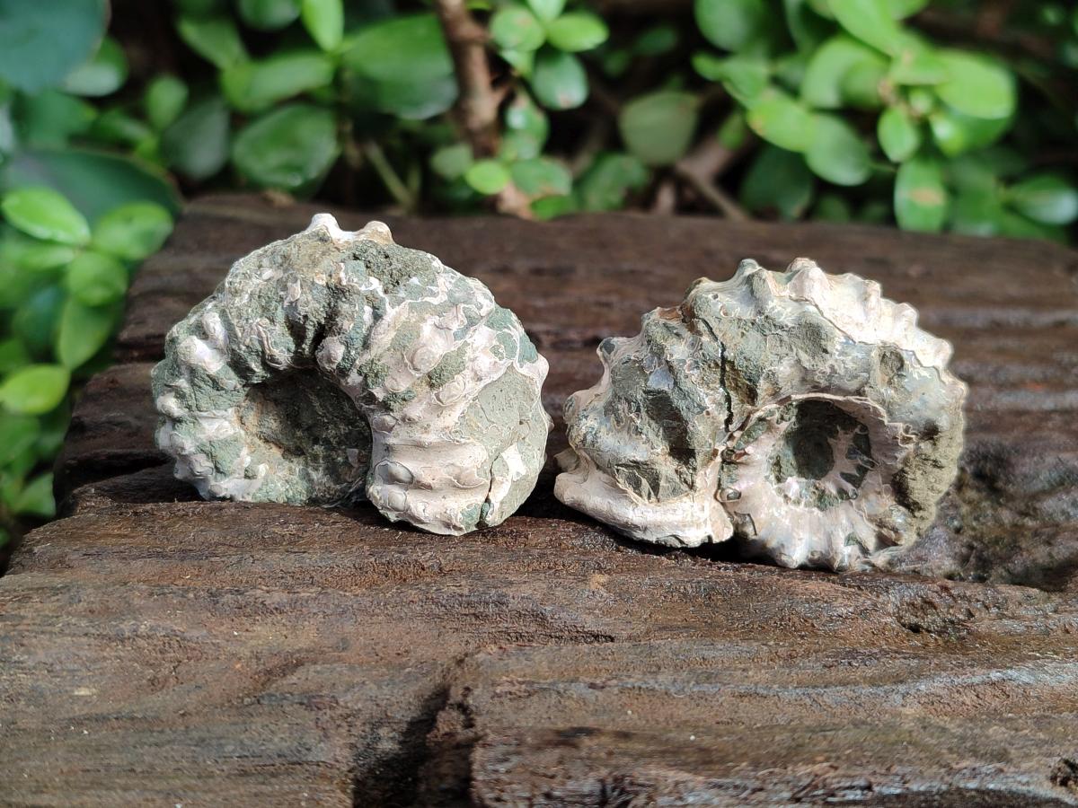 Natural Cleoniceras "Jigsaw" Ammonite Fossils x 24 From Tulear, Madagascar - Toprock Gemstones and Minerals 