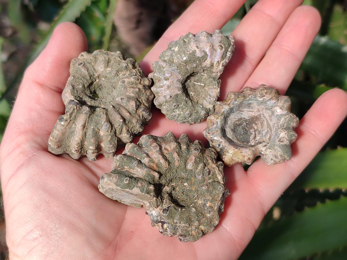 Natural Cleoniceras "Jigsaw" Ammonite Fossils x 24 From Tulear, Madagascar - Toprock Gemstones and Minerals 