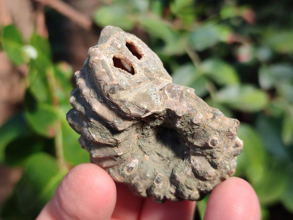 Natural Cleoniceras "Jigsaw" Ammonite Fossils x 24 From Tulear, Madagascar - Toprock Gemstones and Minerals 