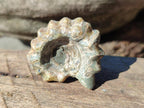 Natural Cleoniceras "Jigsaw" Ammonite Fossils x 24 From Tulear, Madagascar - Toprock Gemstones and Minerals 