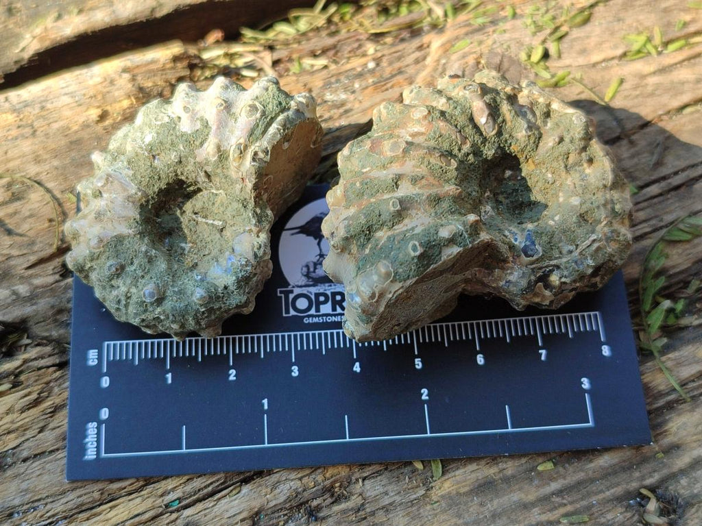 Natural Cleoniceras "Jigsaw" Ammonite Fossils x 24 From Tulear, Madagascar - Toprock Gemstones and Minerals 