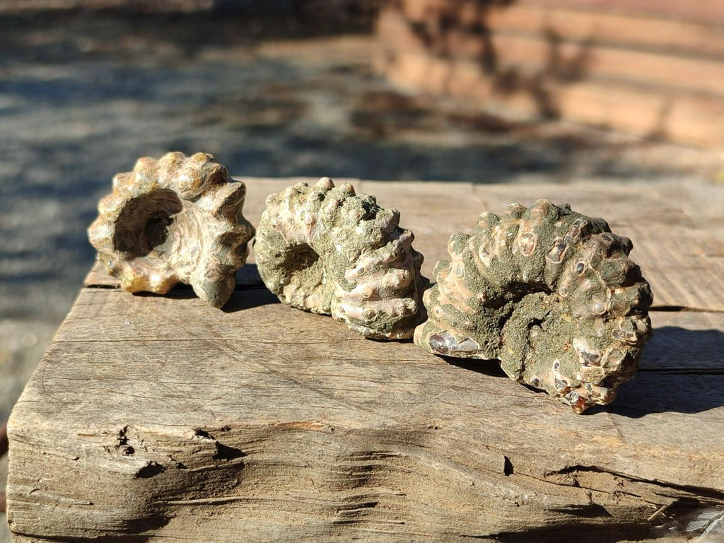Natural Cleoniceras "Jigsaw" Ammonite Fossils x 24 From Tulear, Madagascar - Toprock Gemstones and Minerals 