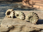 Natural Cleoniceras "Jigsaw" Ammonite Fossils x 24 From Tulear, Madagascar - Toprock Gemstones and Minerals 