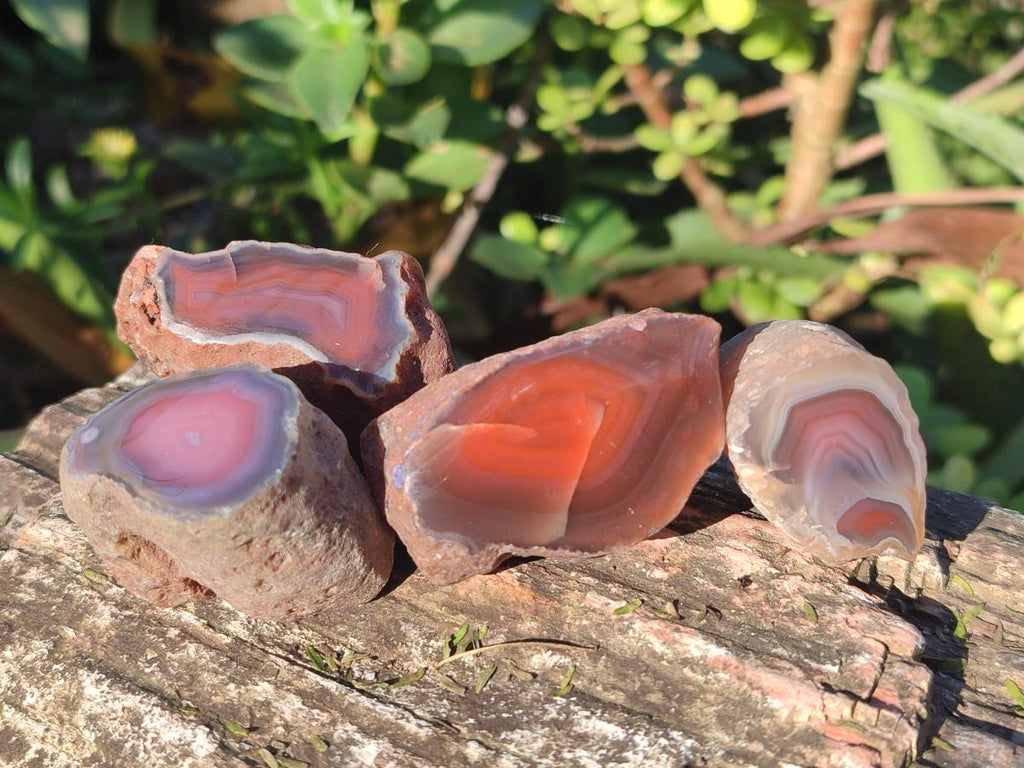 Polished One Side Red Shashe River Agate Nodules x 27 From Shashe River, Zimbabwe - Toprock Gemstones and Minerals 