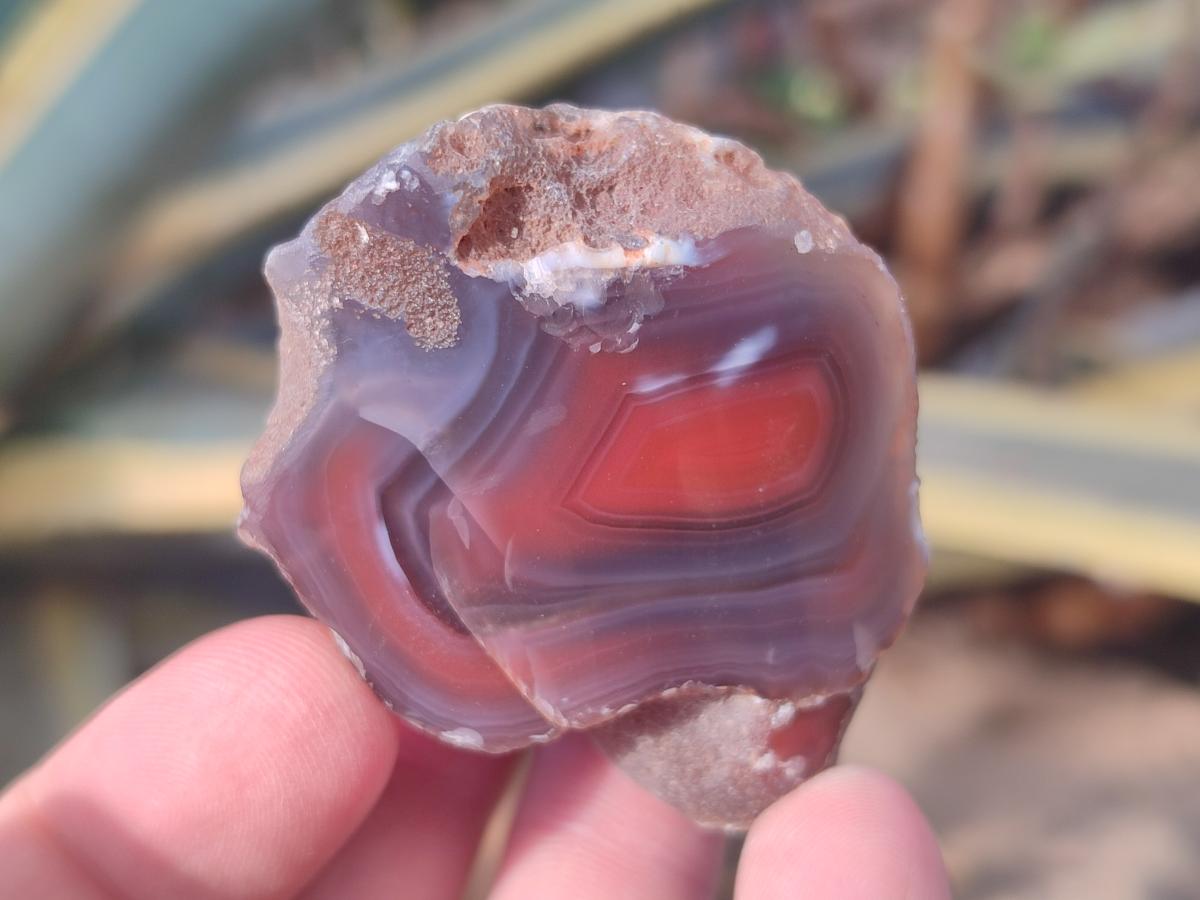 Polished One Side Red Shashe River Agate Nodules x 27 From Shashe River, Zimbabwe - Toprock Gemstones and Minerals 