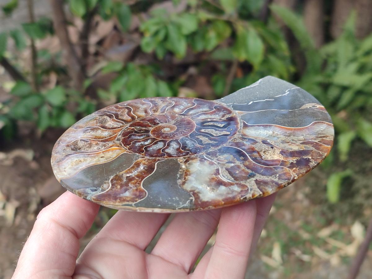Polished Cleoniceras Ammonite Fossil Pairs x 2 From Tulear, Madagascar - Toprock Gemstones and Minerals 
