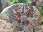 Polished Cleoniceras Ammonite Fossil Pairs x 2 From Tulear, Madagascar - Toprock Gemstones and Minerals 