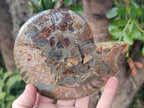Polished Cleoniceras Ammonite Fossil Pairs x 2 From Tulear, Madagascar - Toprock Gemstones and Minerals 