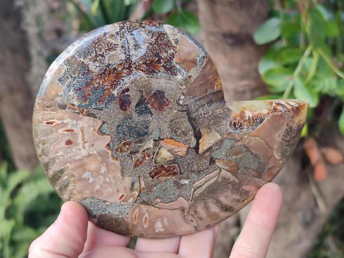 Polished Cleoniceras Ammonite Fossil Pairs x 2 From Tulear, Madagascar - Toprock Gemstones and Minerals 
