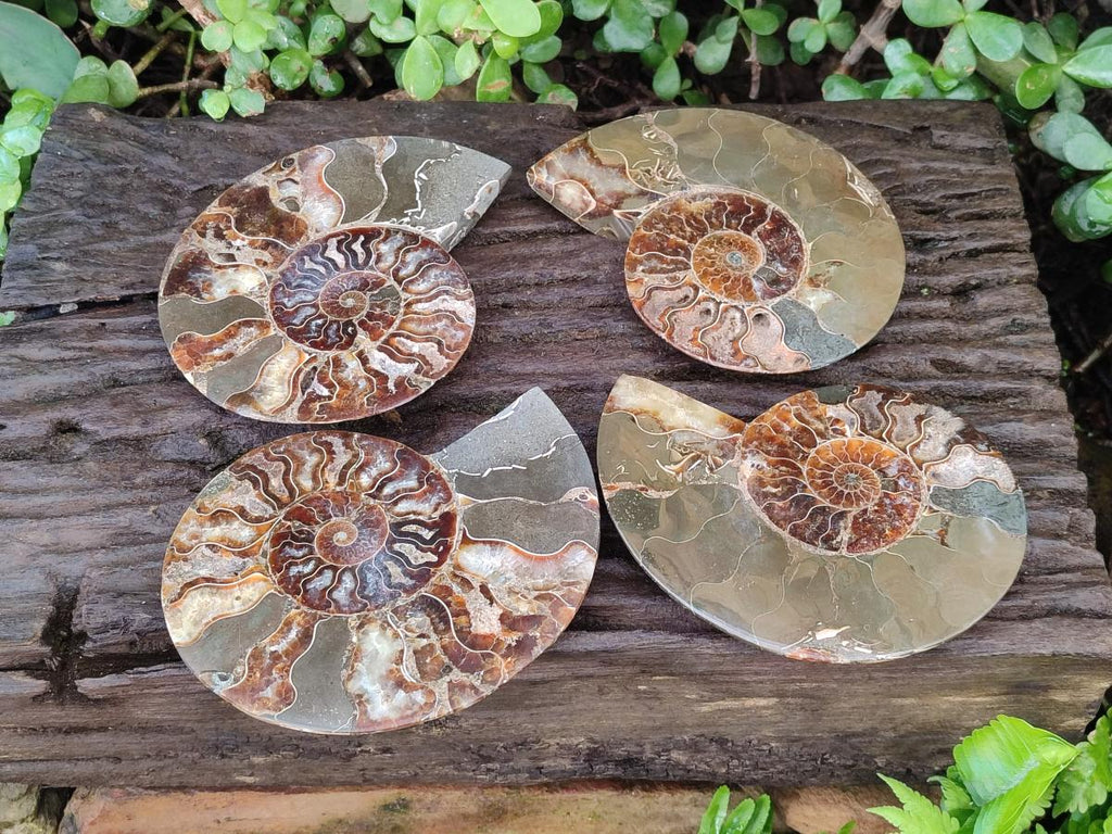 Polished Cleoniceras Ammonite Fossil Pairs x 2 From Tulear, Madagascar - Toprock Gemstones and Minerals 