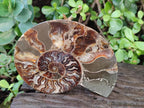 Polished Cleoniceras Ammonite Fossil Pairs x 2 From Tulear, Madagascar - Toprock Gemstones and Minerals 