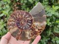 Polished Cleoniceras Ammonite Fossil Pairs x 2 From Tulear, Madagascar - Toprock Gemstones and Minerals 