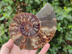 Polished Cleoniceras Ammonite Fossil Pairs x 2 From Tulear, Madagascar - Toprock Gemstones and Minerals 
