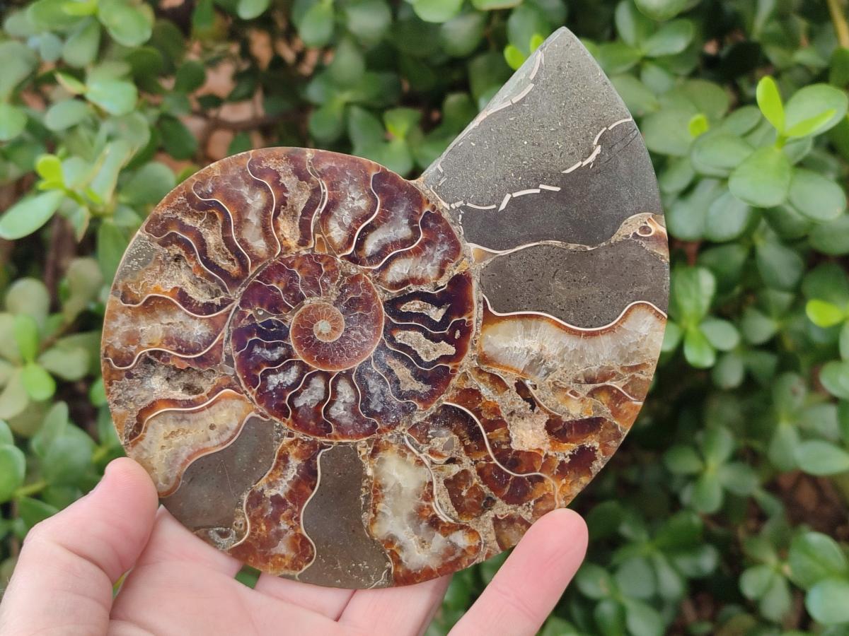 Polished Cleoniceras Ammonite Fossil Pairs x 2 From Tulear, Madagascar - Toprock Gemstones and Minerals 