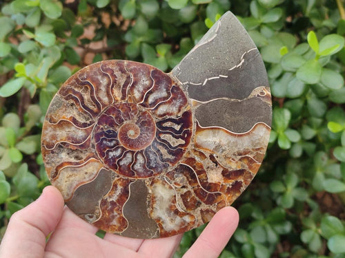 Polished Cleoniceras Ammonite Fossil Pairs x 2 From Tulear, Madagascar - Toprock Gemstones and Minerals 
