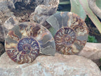 Polished Cleoniceras Ammonite Fossil Pairs x 2 From Tulear, Madagascar - Toprock Gemstones and Minerals 