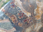Polished Cleoniceras Ammonite Fossil Pairs x 2 From Tulear, Madagascar - Toprock Gemstones and Minerals 