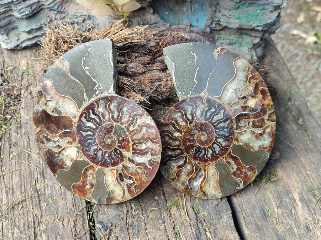 Polished Cleoniceras Ammonite Fossil Pairs x 2 From Tulear, Madagascar - Toprock Gemstones and Minerals 
