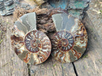 Polished Cleoniceras Ammonite Fossil Pairs x 2 From Tulear, Madagascar - Toprock Gemstones and Minerals 
