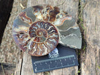 Polished Cleoniceras Ammonite Fossil Pairs x 2 From Tulear, Madagascar - Toprock Gemstones and Minerals 
