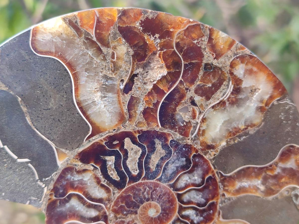 Polished Cleoniceras Ammonite Fossil Pairs x 2 From Tulear, Madagascar - Toprock Gemstones and Minerals 