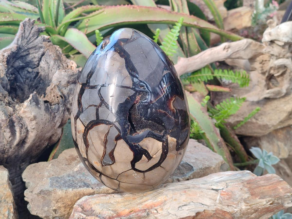 Polished XL Septerye Sauvage "Dragons Egg" Geode x 1 From Mahajanga, Madagascar - Toprock Gemstones and Minerals 