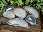 Polished Banded Agate Slices with Natural Edging x 6 From Madagascar - Toprock Gemstones and Minerals 