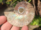 Polished Cleoniceras Ammonite Fossil Pairs x 12 From Tulear, Madagascar - Toprock Gemstones and Minerals 