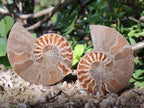 Polished Cleoniceras Ammonite Fossil Pairs x 12 From Tulear, Madagascar - Toprock Gemstones and Minerals 