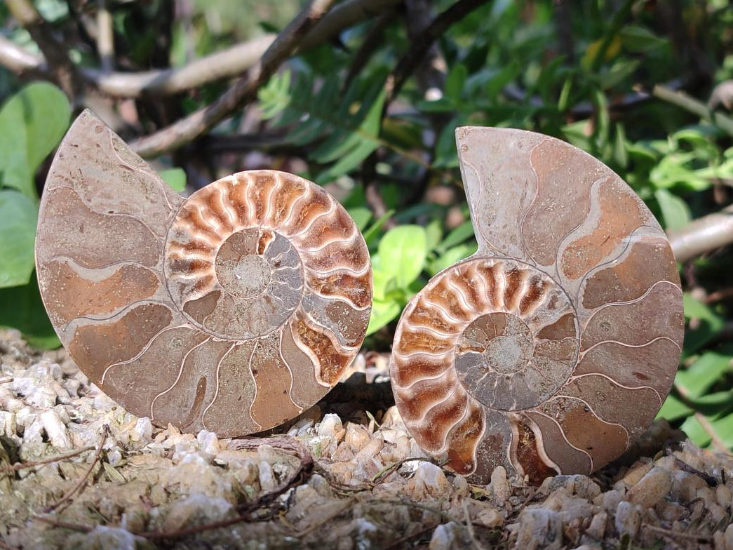 Polished Cleoniceras Ammonite Fossil Pairs x 12 From Tulear, Madagascar - Toprock Gemstones and Minerals 