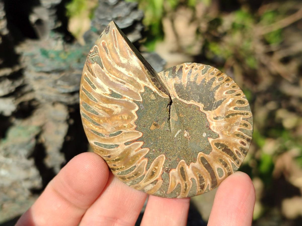 Polished Cleoniceras Ammonite Fossil Pairs x 12 From Tulear, Madagascar - Toprock Gemstones and Minerals 