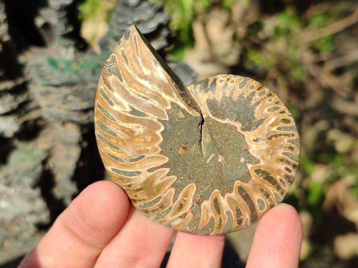 Polished Cleoniceras Ammonite Fossil Pairs x 12 From Tulear, Madagascar - Toprock Gemstones and Minerals 