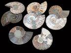 Polished Cleoniceras Ammonite Fossil Pairs x 12 From Tulear, Madagascar - Toprock Gemstones and Minerals 