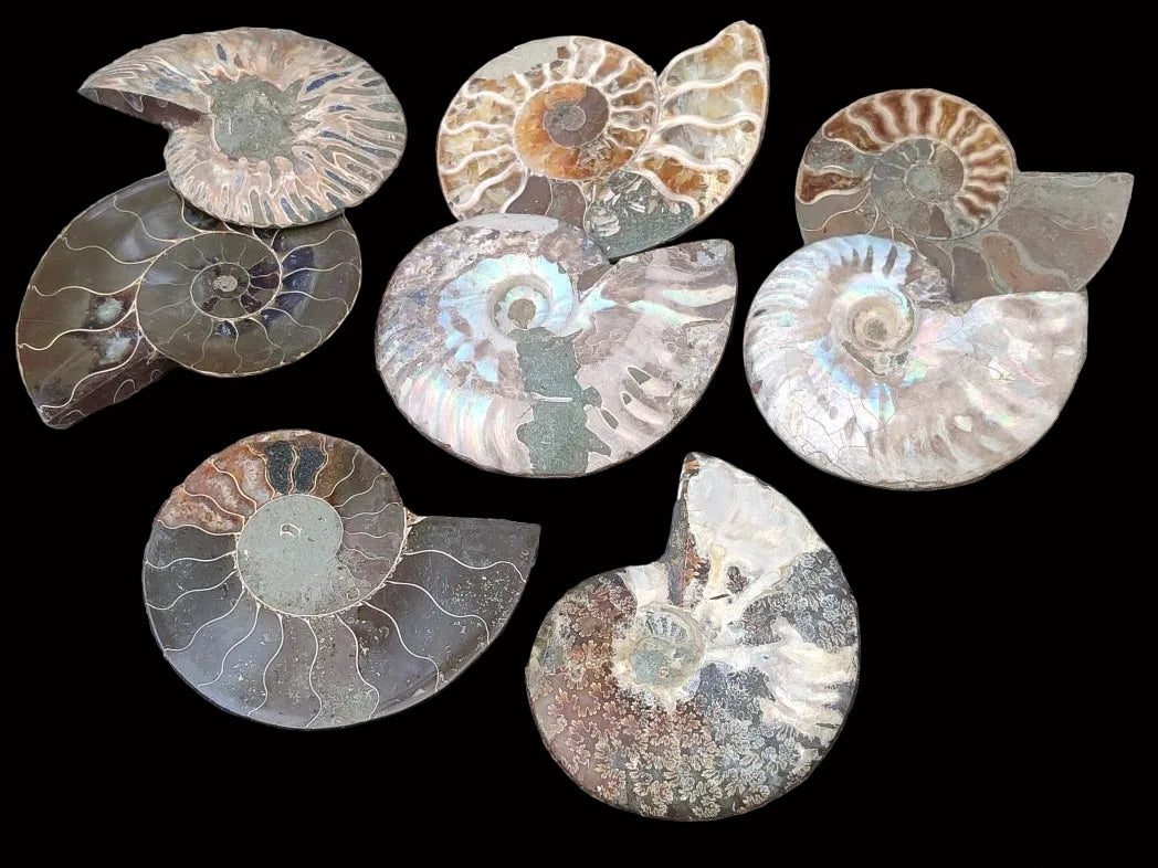 Polished Cleoniceras Ammonite Fossil Pairs x 12 From Tulear, Madagascar - Toprock Gemstones and Minerals 