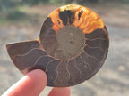 Polished Cleoniceras Ammonite Fossil Pairs x 12 From Tulear, Madagascar - Toprock Gemstones and Minerals 