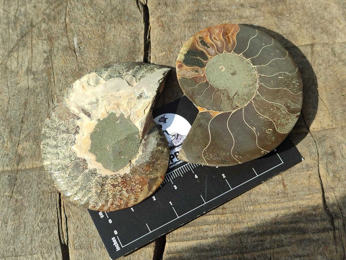 Polished Cleoniceras Ammonite Fossil Pairs x 12 From Tulear, Madagascar - Toprock Gemstones and Minerals 